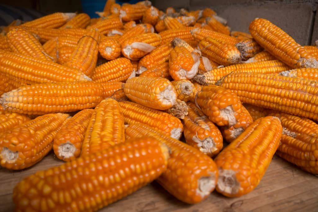 Heap of dried yellow maize cobs